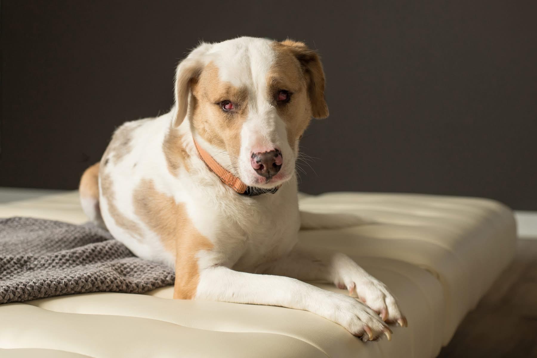 Elphie, a Adoptable mixed breed in Grove City, OH image 5/5