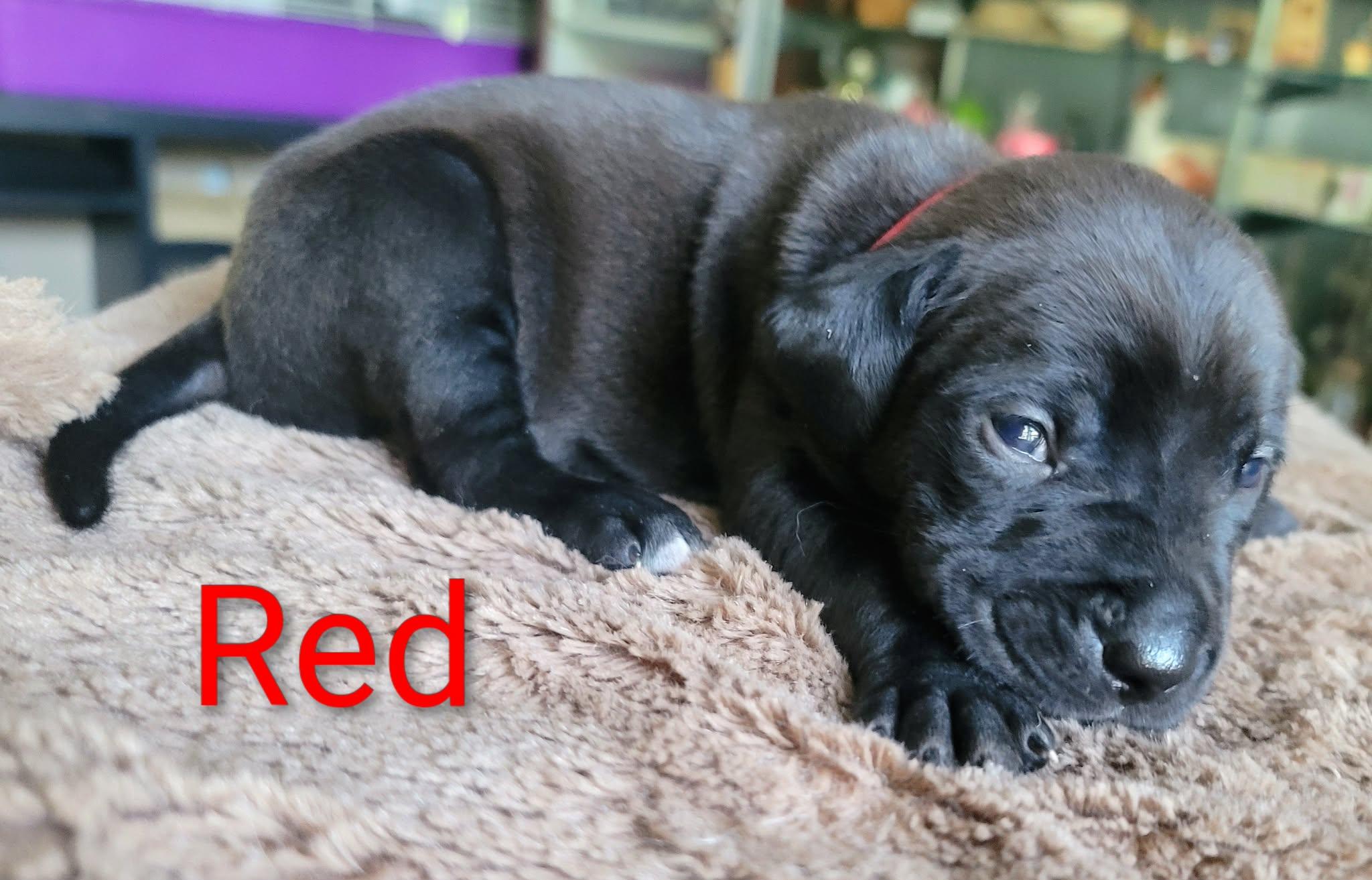 Red, Adoptable, Puppy Male Dachshund.