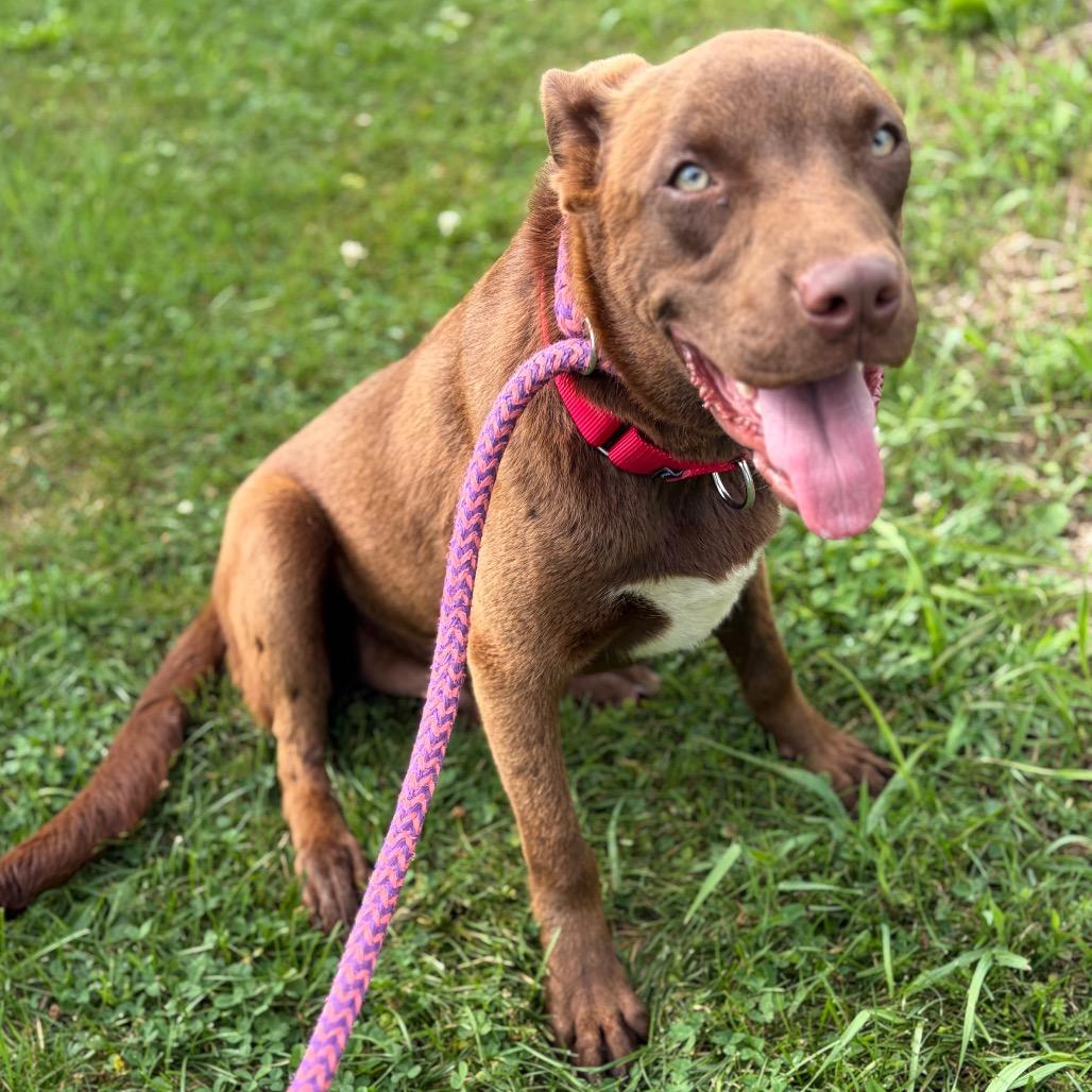 Jake from State Farm, a Adoptable Mixed Breed in Morrisville, VT image 2/6