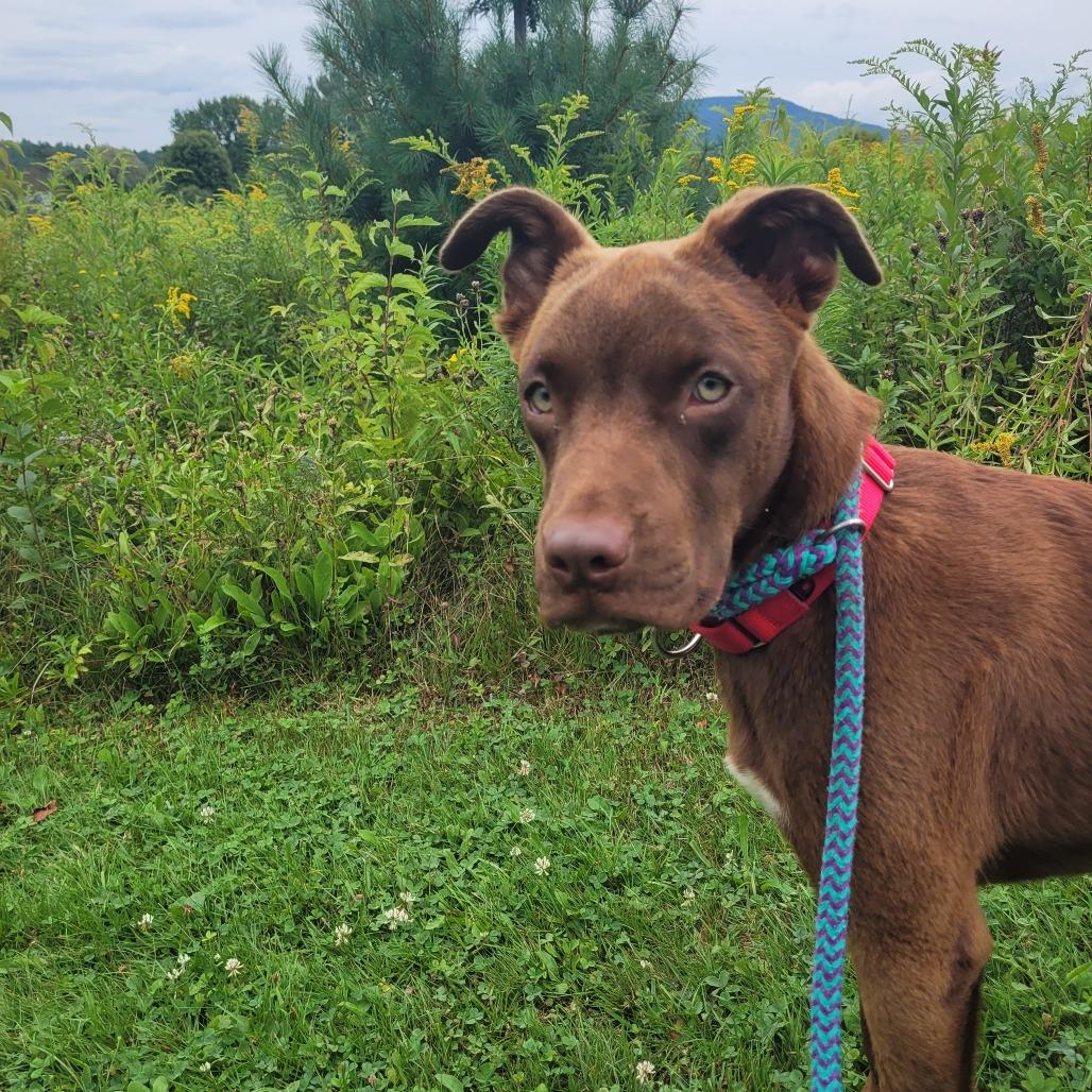 Jake from State Farm, a Adoptable Mixed Breed in Morrisville, VT image 3/6