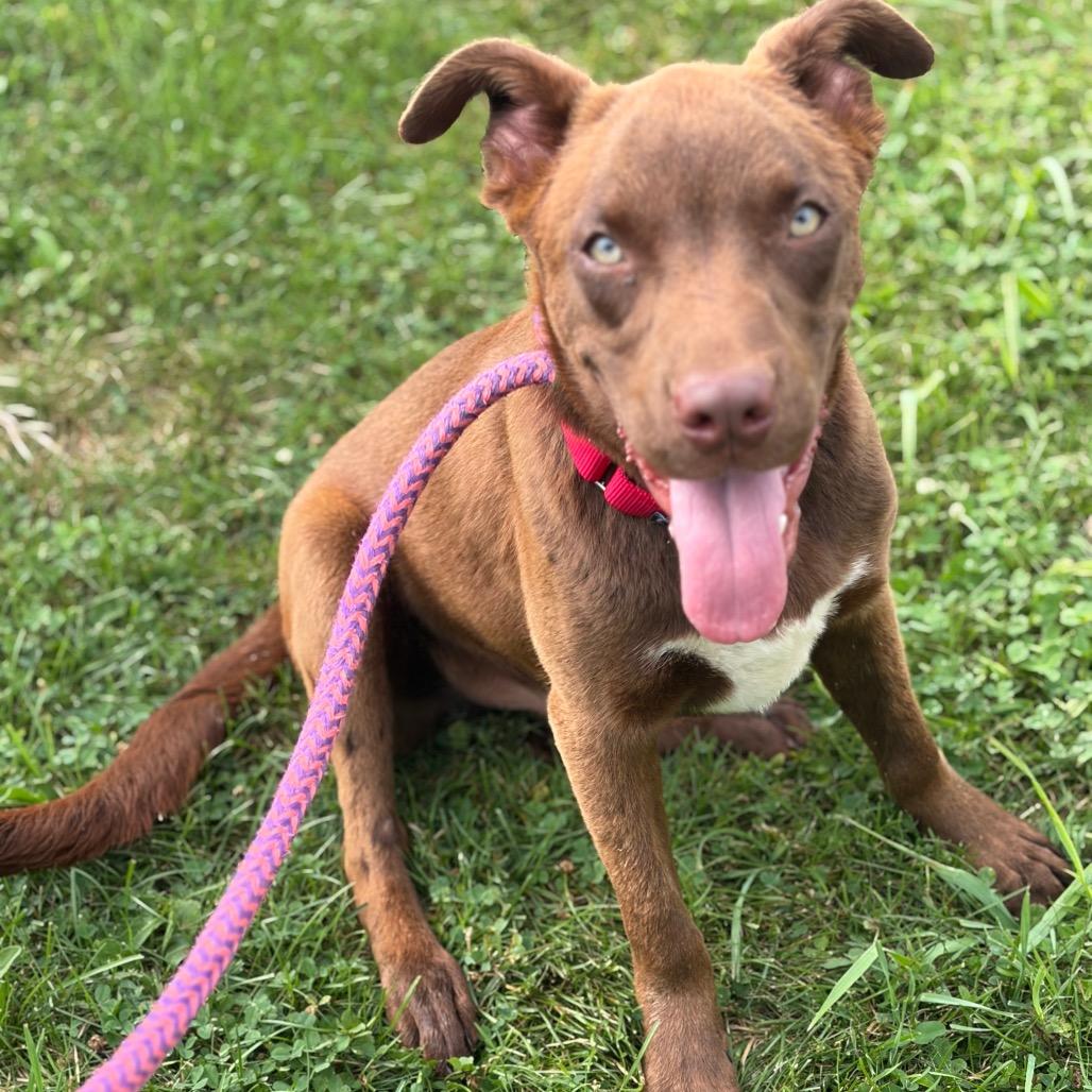 Jake from State Farm, a Adoptable Mixed Breed in Morrisville, VT image 4/6