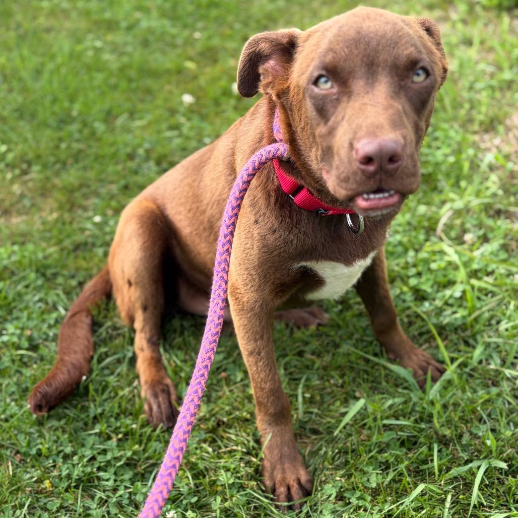 Jake from State Farm, a Adoptable Mixed Breed in Morrisville, VT image 5/6