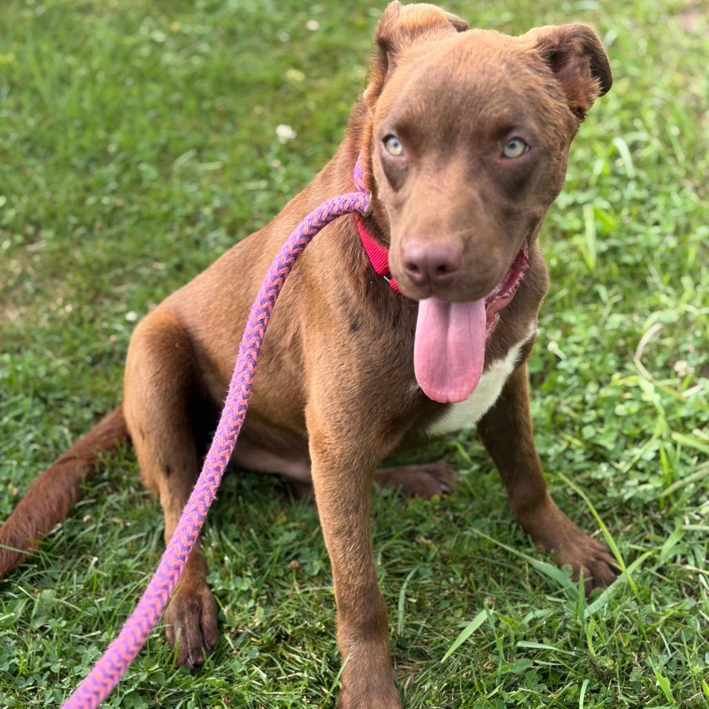 Jake from State Farm, a Adoptable Mixed Breed in Morrisville, VT image 6/6