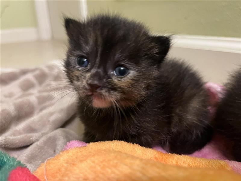 Miso, Adoptable, Kitten Female Domestic Short Hair.