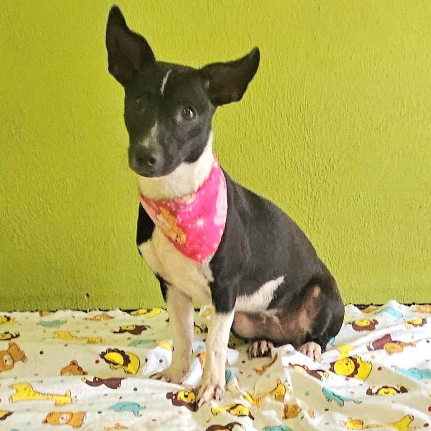 Soli "dog & Cat thumbnail 2