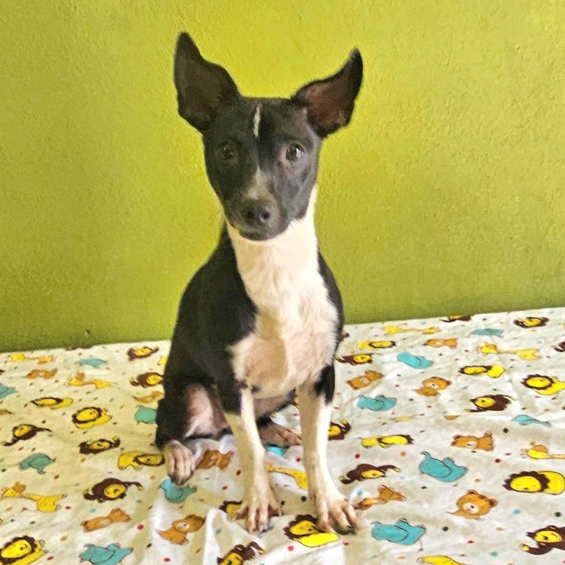 Soli "dog & Cat thumbnail 3