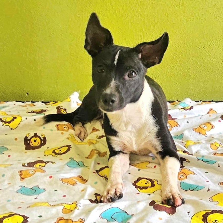 Soli "dog & Cat thumbnail 4