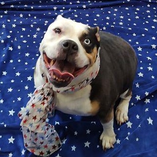 Penny Lane, Senior Female Terrier