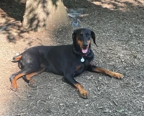 Sheba, a Adopted Doberman Pinscher in Arlington, VA image 5/6