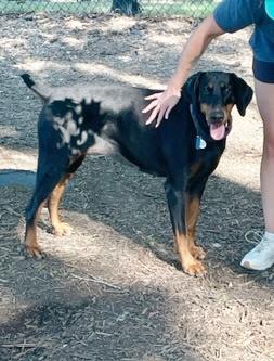 Sheba, a Adopted Doberman Pinscher in Arlington, VA image 2/6