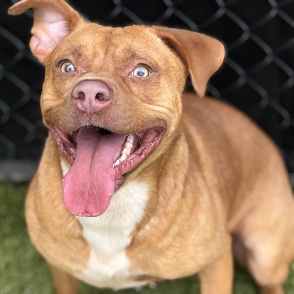 Axel (BAS), Adoptable, Adult Male Pit Bull Terrier.