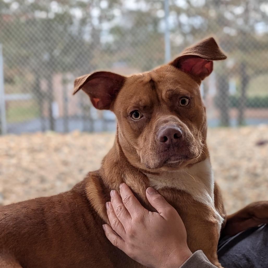 Axel (BAS), a Adoptable Pit Bull Terrier in Lenoir, NC image 2/6