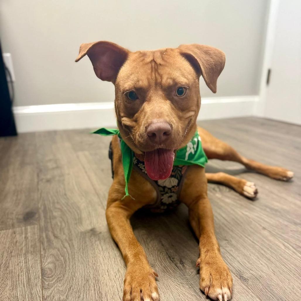 Axel (BAS), a Adoptable Pit Bull Terrier in Lenoir, NC image 5/6