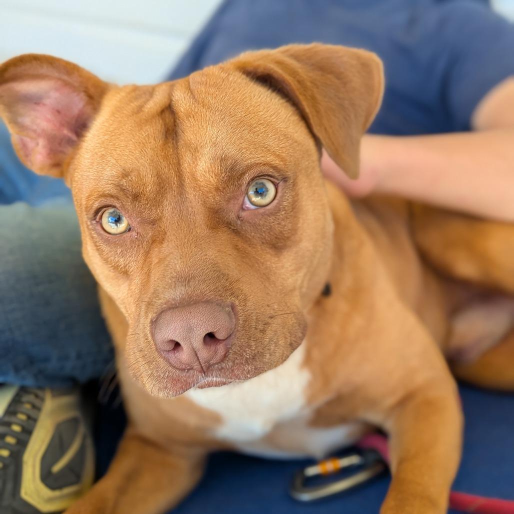 Axel (BAS), a Adoptable Pit Bull Terrier in Lenoir, NC image 6/6