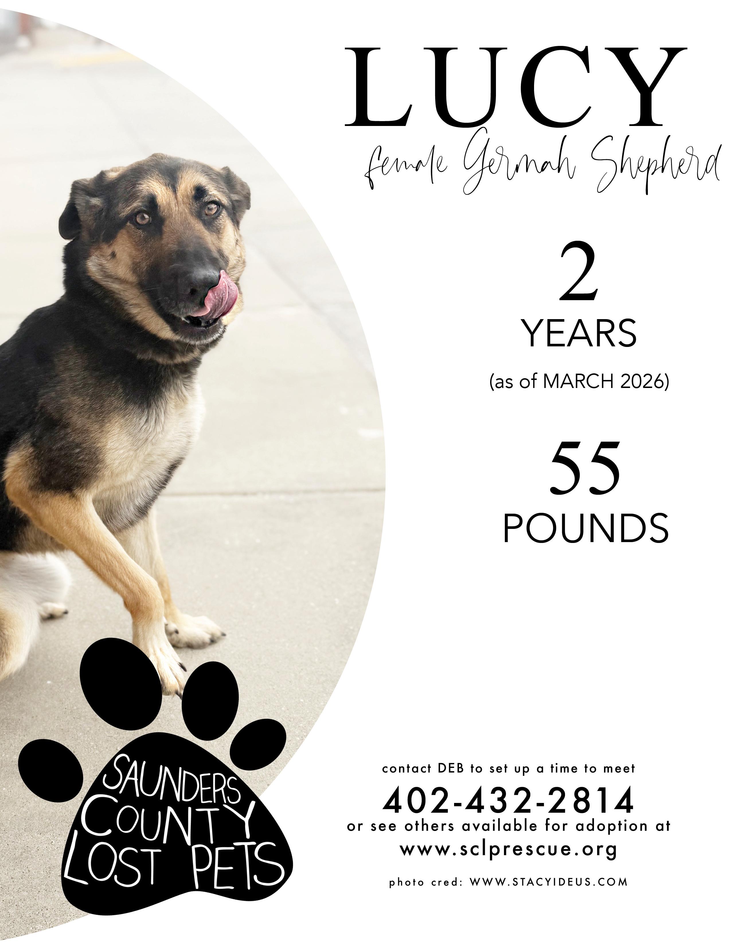 Lucy, adopted, Adult Female German Shepherd Dog & Labrador Retriever.