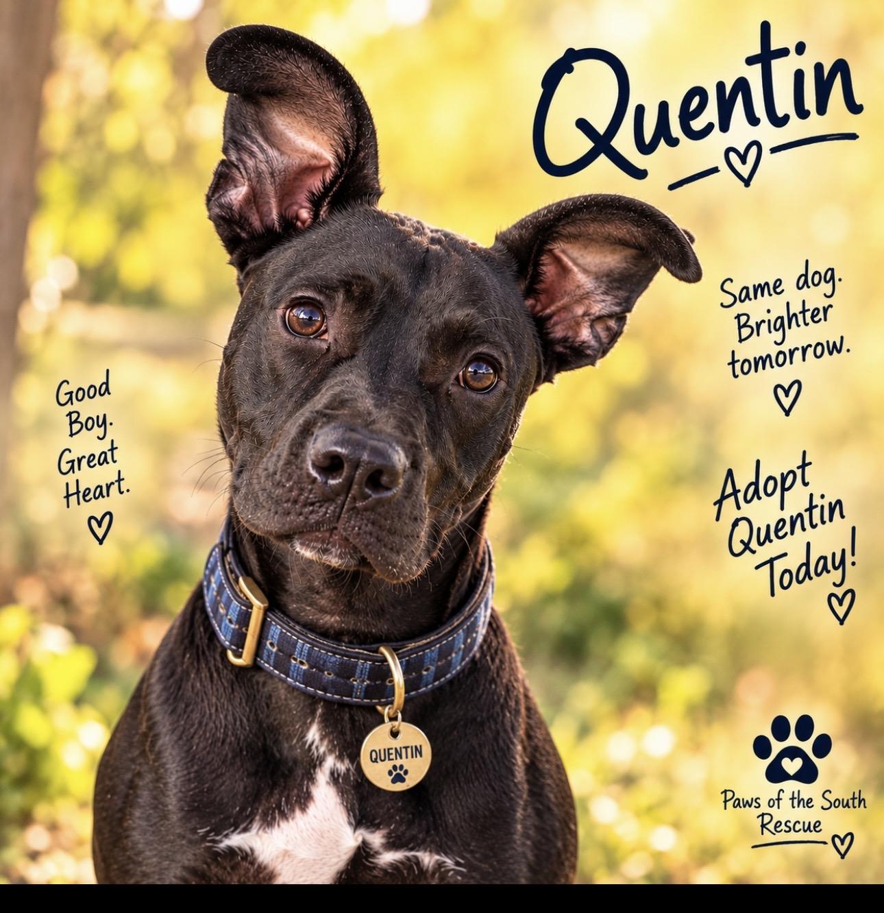 Quentin, Adoptable, Adult Male Pit Bull Terrier.