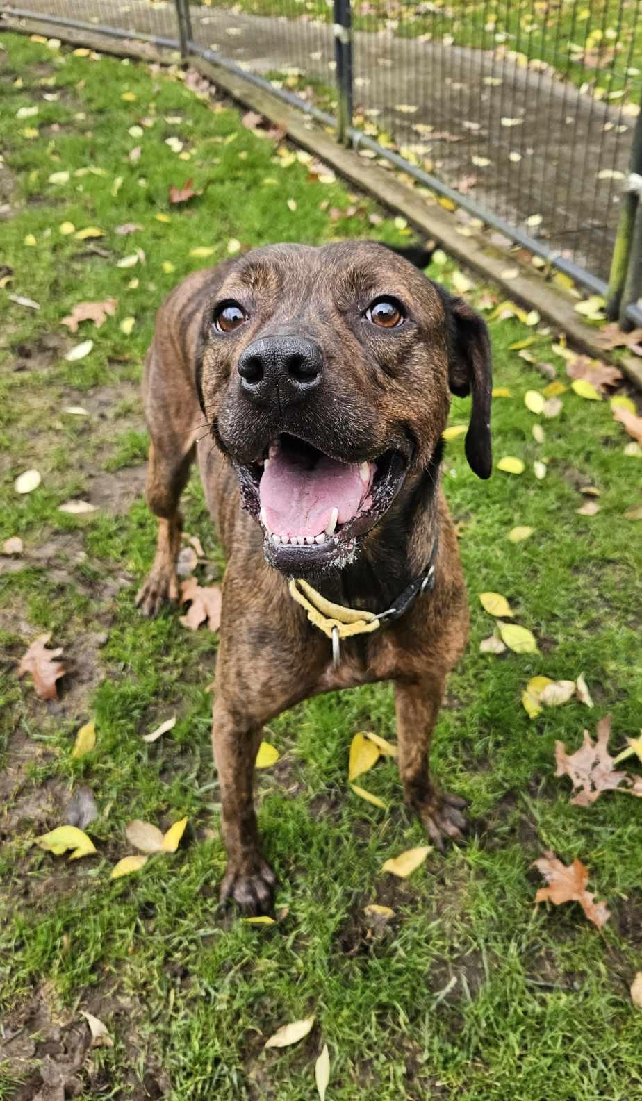Bobbie Jo, Adoptable, Adult Female Hound & Pit Bull Terrier.