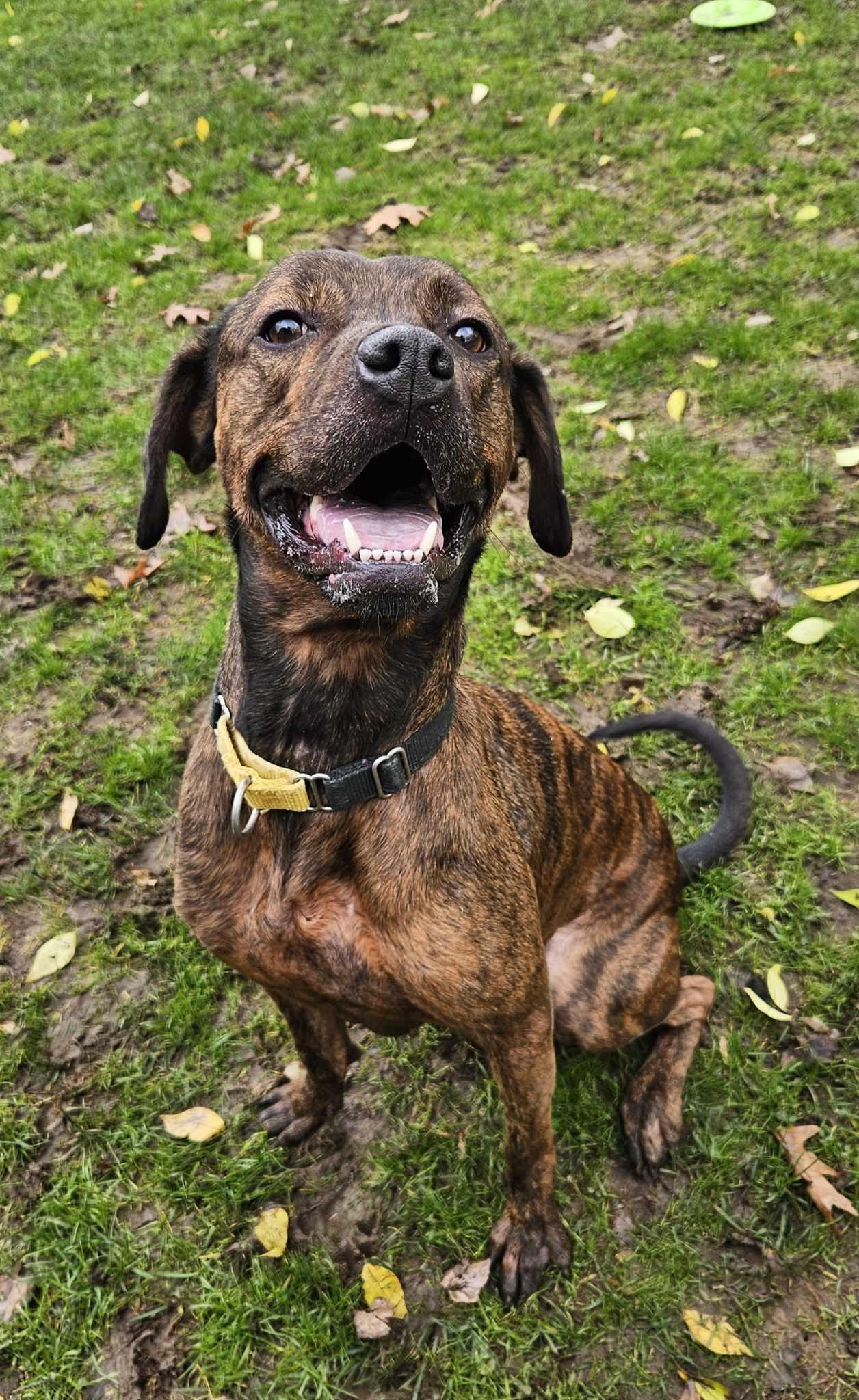 Bobbie Jo, a Adoptable mixed breed in New Castle, PA image 2/3