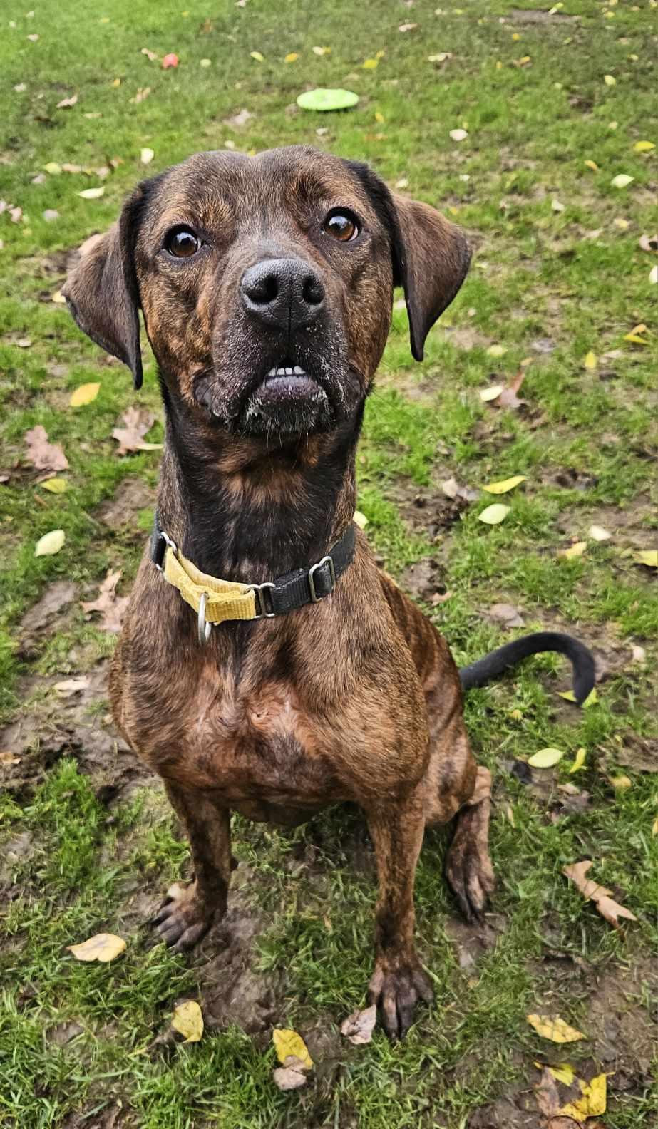 Bobbie Jo, a Adoptable mixed breed in New Castle, PA image 3/3