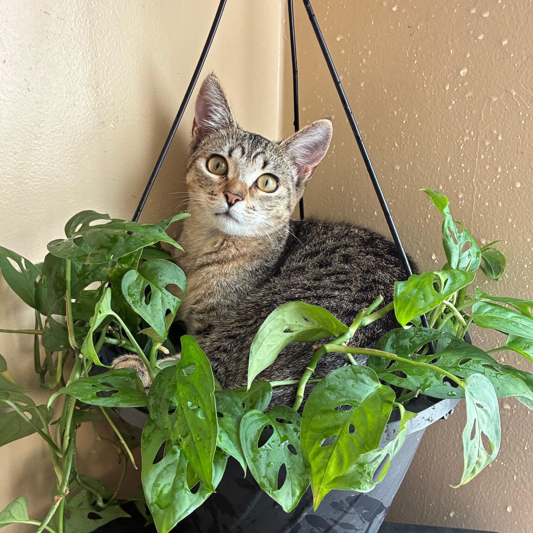 Stegosaurus, adopted, Kitten Female Domestic Short Hair.