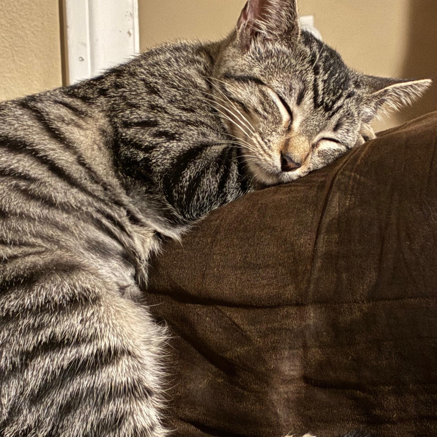 Stegosaurus, an adopted Domestic Short Hair in Los Angeles, CA image 3/3