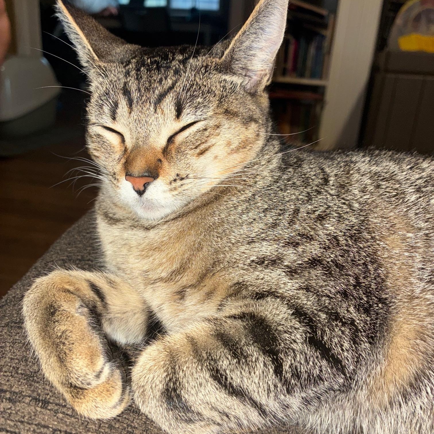 Stegosaurus, an adopted Domestic Short Hair in Los Angeles, CA image 2/3