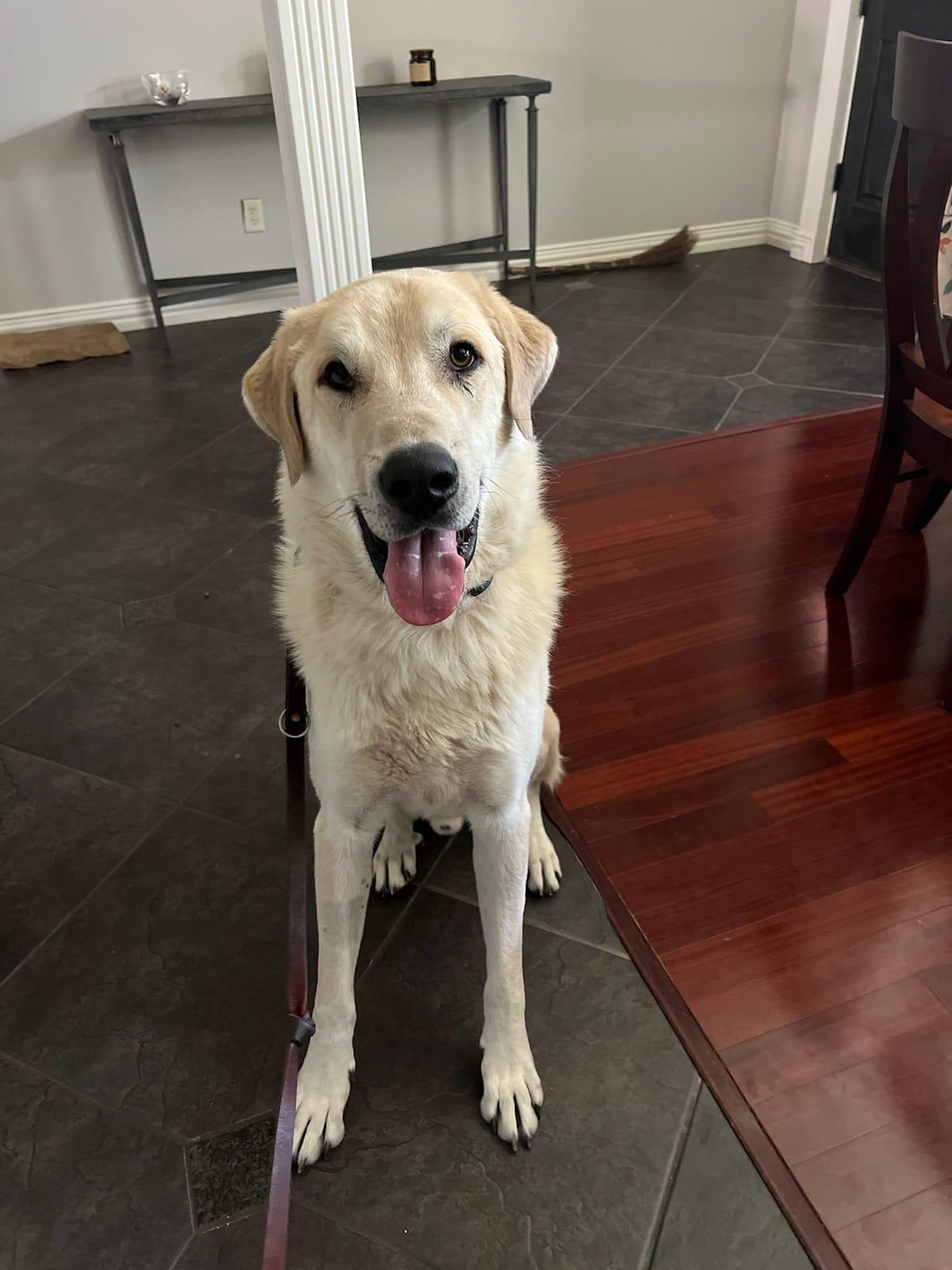 Charley, Adoptable, Adult Male Great Pyrenees & Akbash.