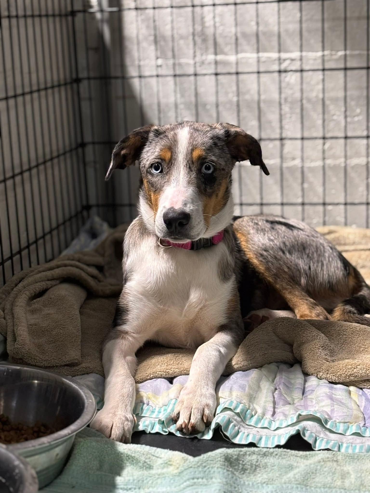 Sadie-CCHS, Adopted, Young Female Catahoula Leopard Dog.