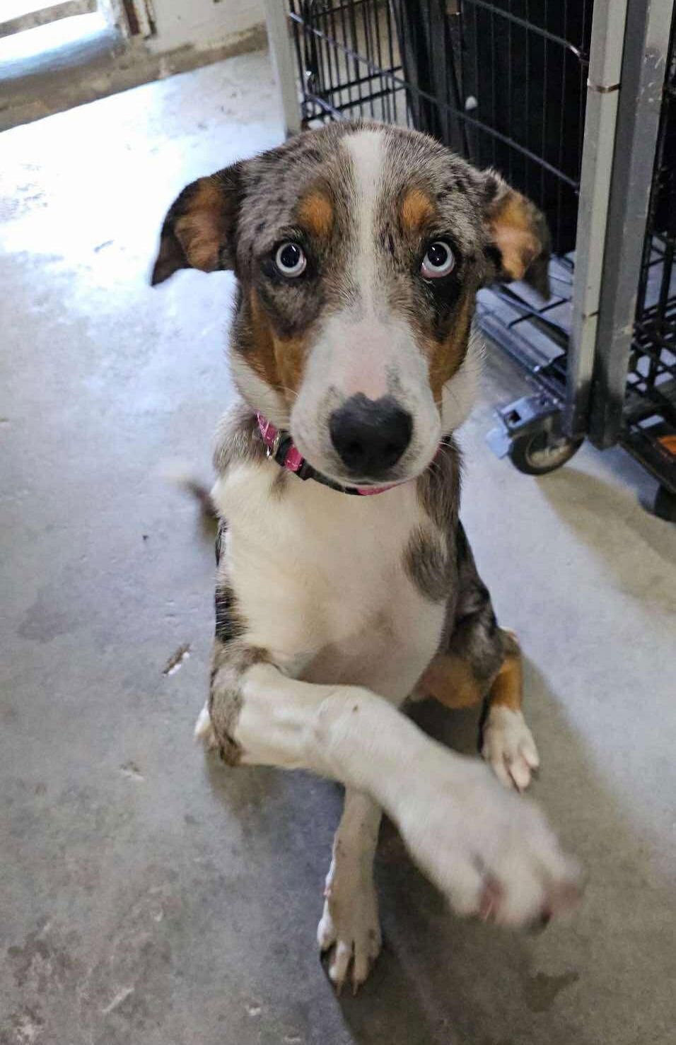 Enlarge Sadie-CCHS, a Adopted Catahoula Leopard Dog in Locust Grove, GA image 2/3