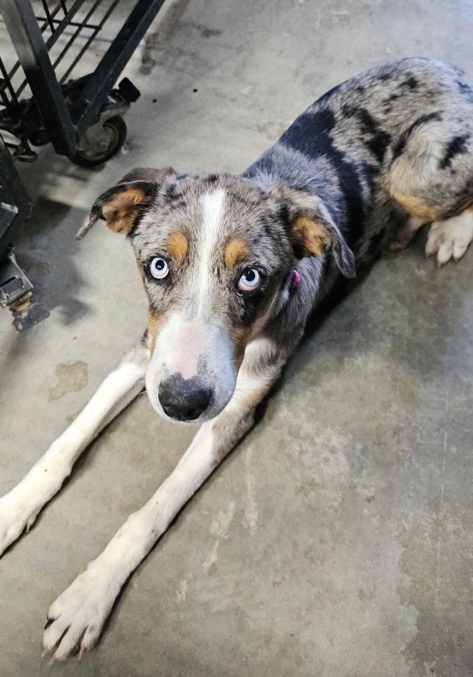 Enlarge Sadie-CCHS, a Adopted Catahoula Leopard Dog in Locust Grove, GA image 3/3