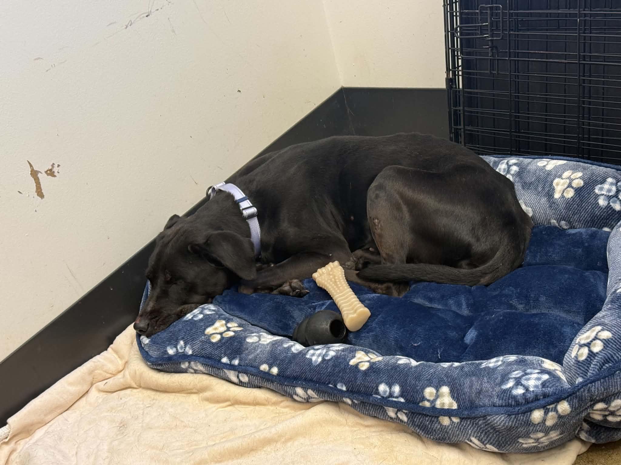 Enlarge Angel-Not Accepting Applications Yet, a Adoptable mixed breed in Medina, OH image 3/3