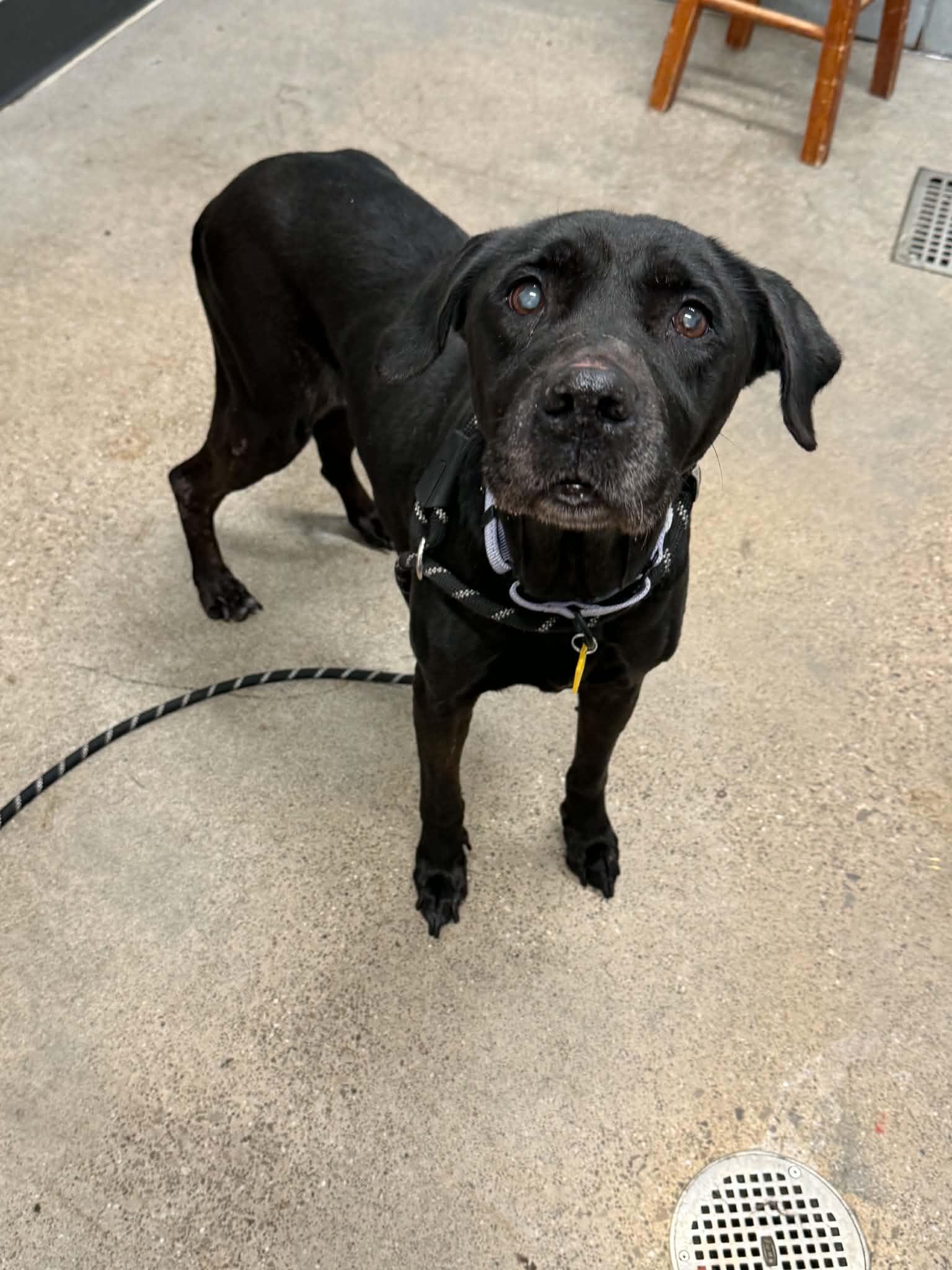 Enlarge Angel-Not Accepting Applications Yet, a Adoptable mixed breed in Medina, OH image 2/3