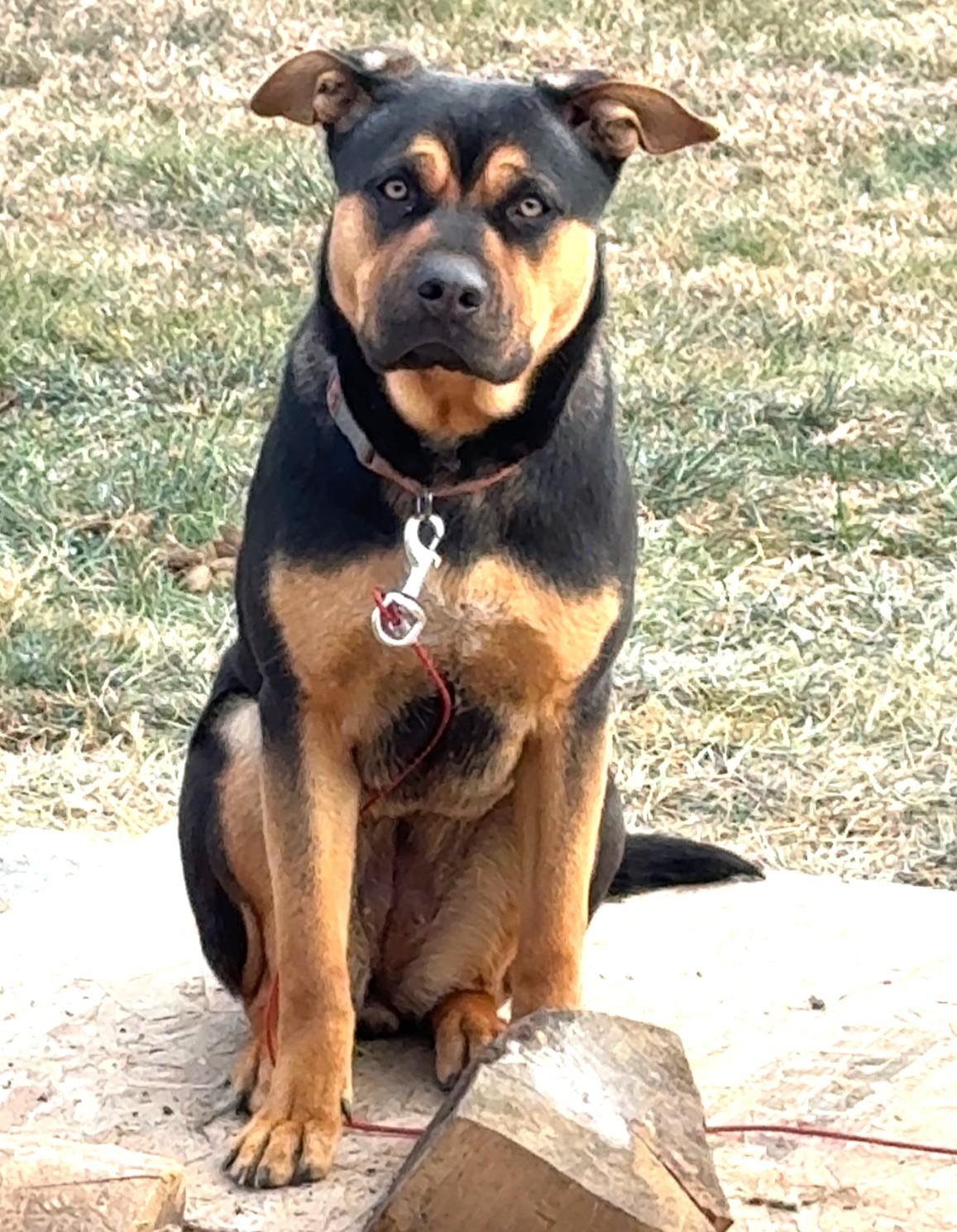 Bella Shepherd/Bully Mix 1 year old lived with Family with Toddler Rehoming, adopted, Young Female German Shepherd Dog & American Bulldog.