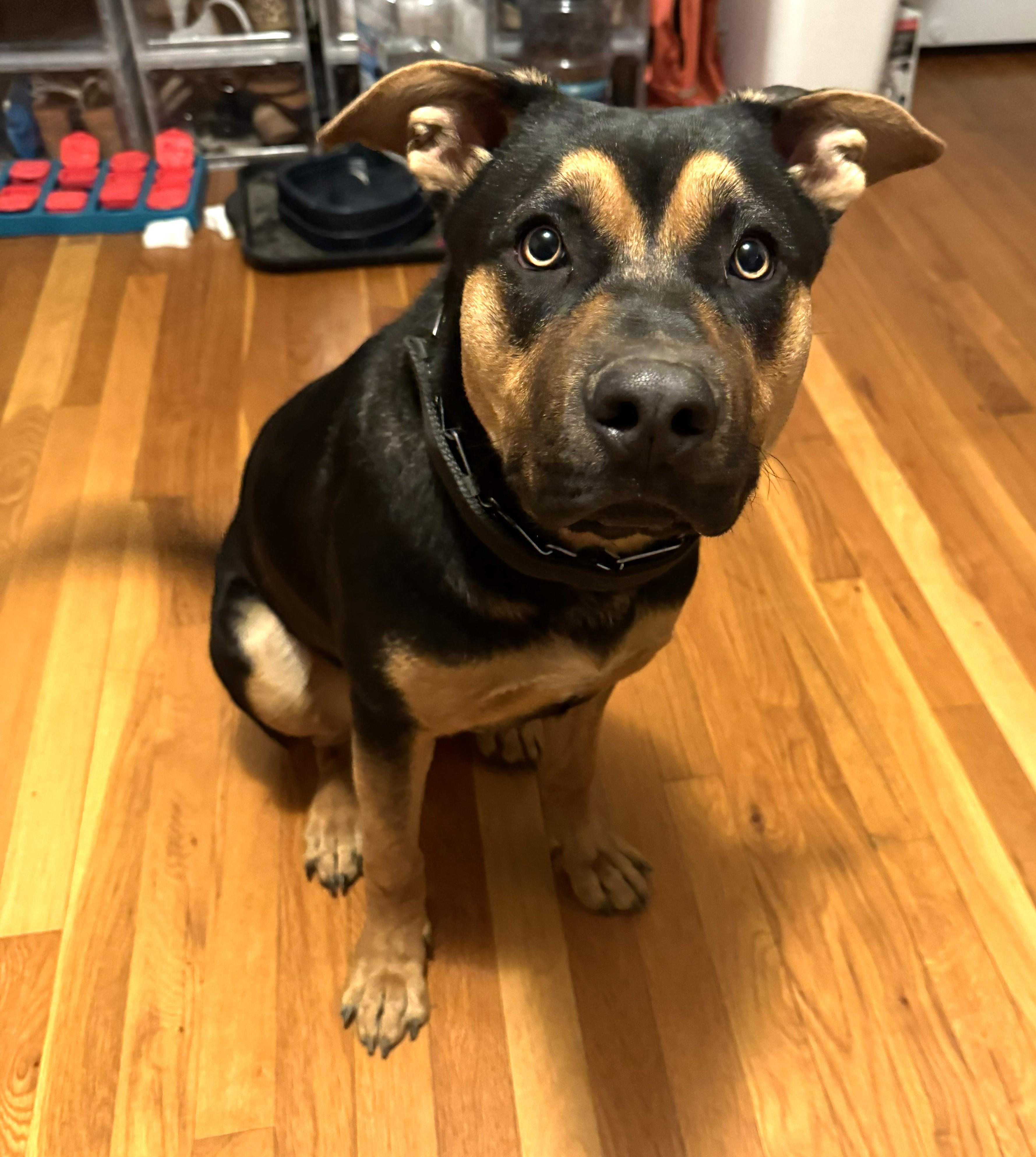 Enlarge Bella Shepherd/Bully Mix 1 year old lived with Family with Toddler Rehoming, an adopted mixed breed in Danbury, CT image 2/2