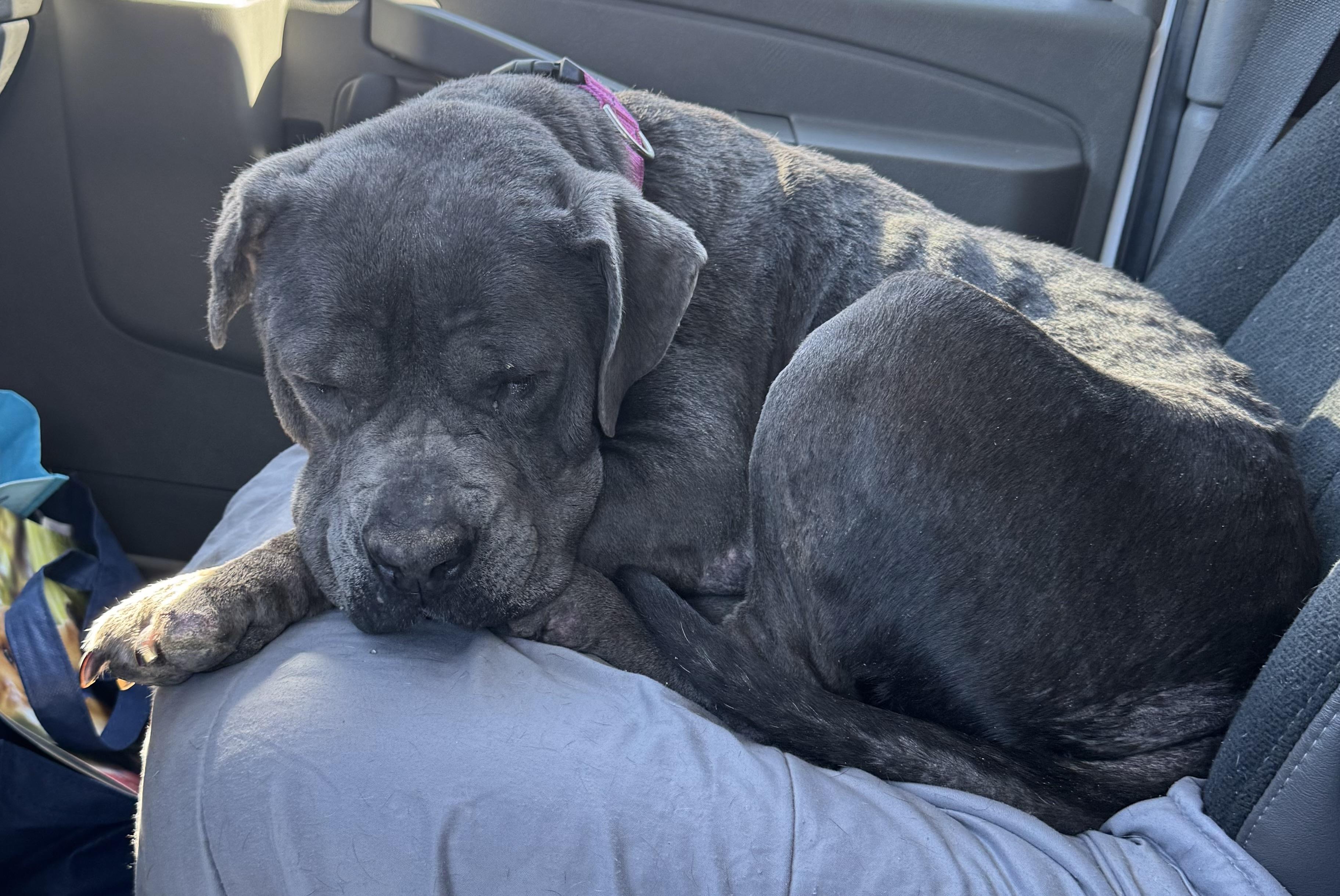 Enlarge Deborah, a Adoptable Mixed Breed in Vassalboro, ME image 2/3