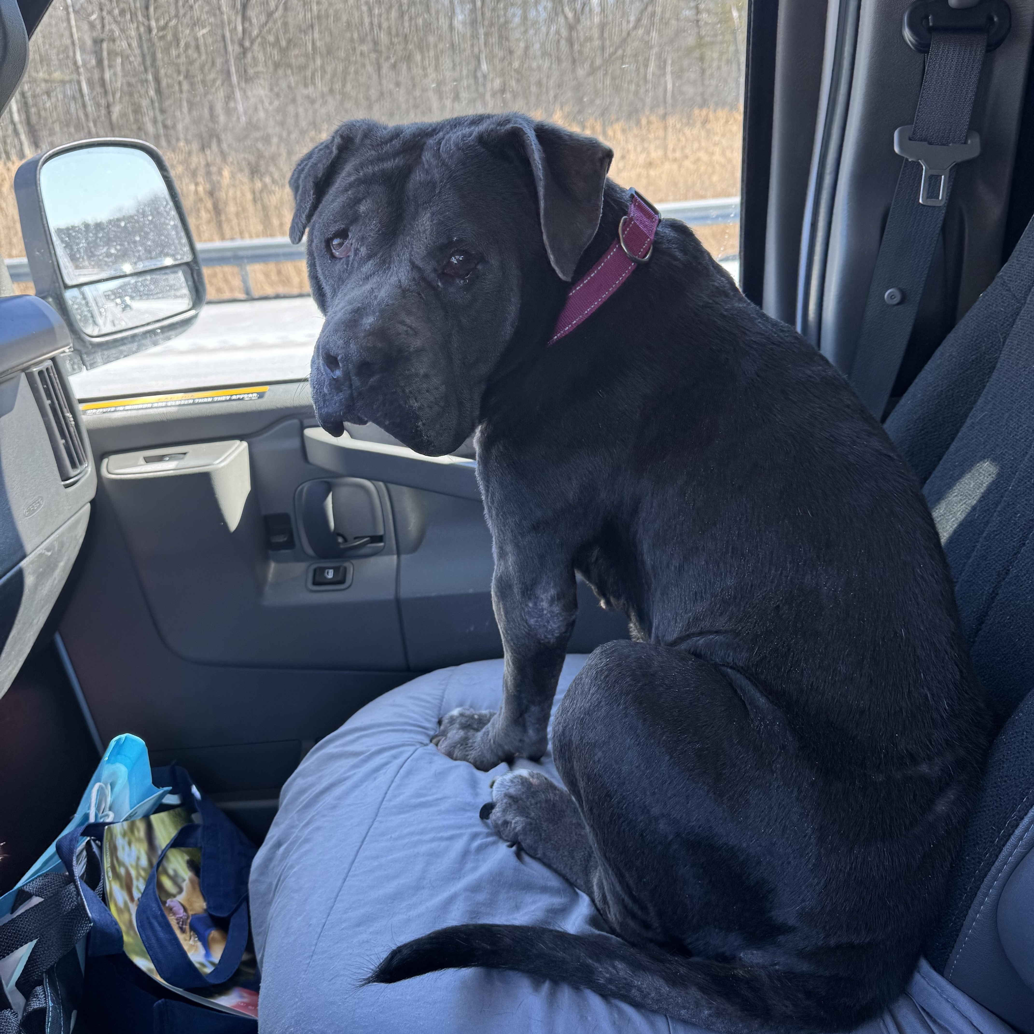 Enlarge Deborah, a Adoptable Mixed Breed in Vassalboro, ME image 3/3