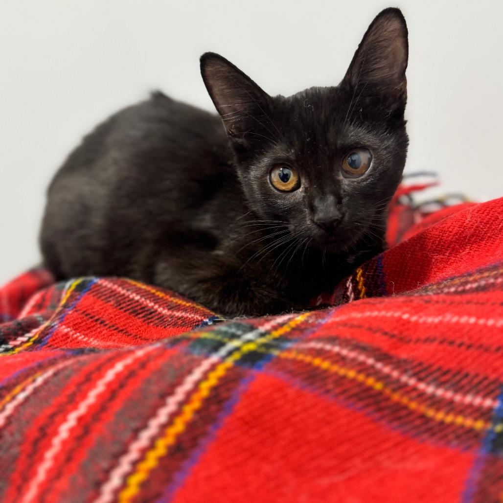 Orin- City Of Industry Location, Adoptable, Kitten Female Domestic Short Hair.