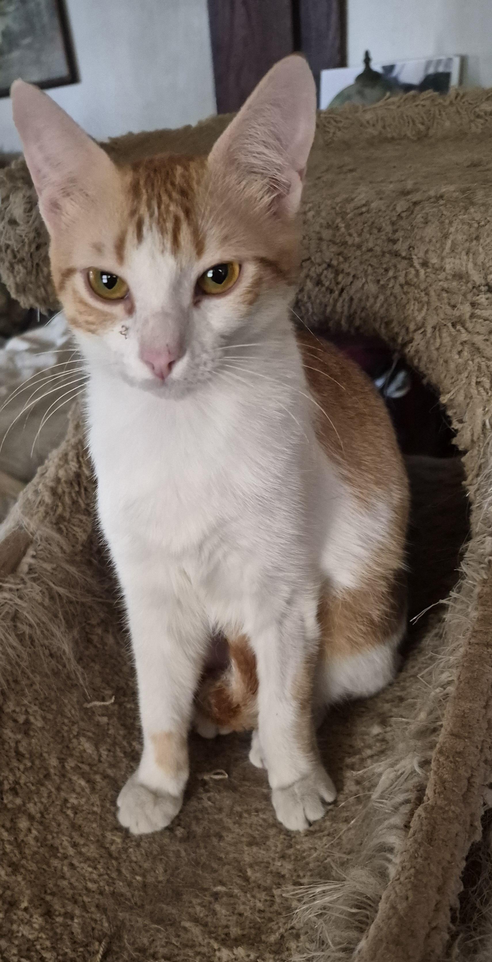 Clementine, ADOPTABLE, Young Female Domestic Short Hair.
