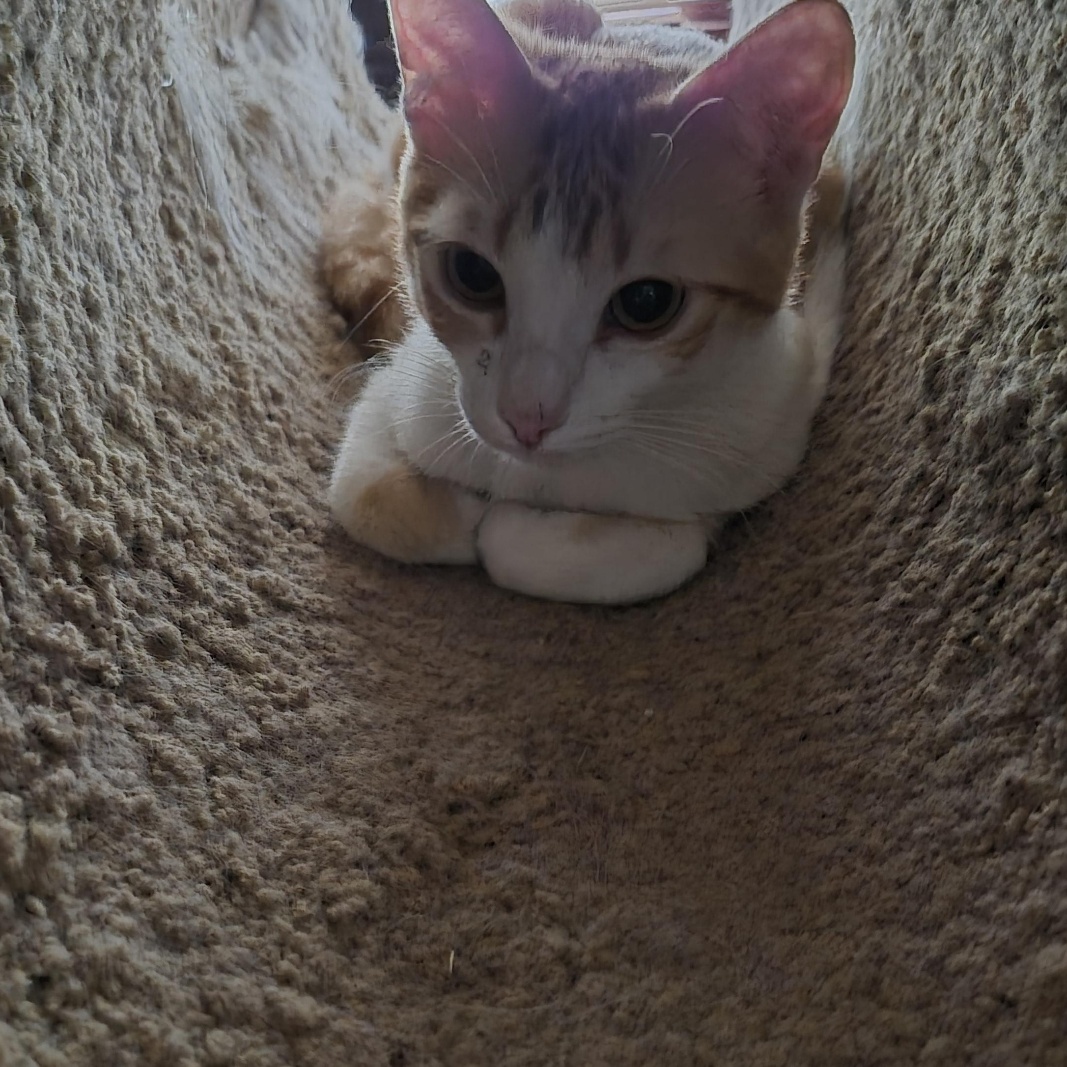 Clementine, a ADOPTABLE mixed breed in Roseville, MN image 2/2