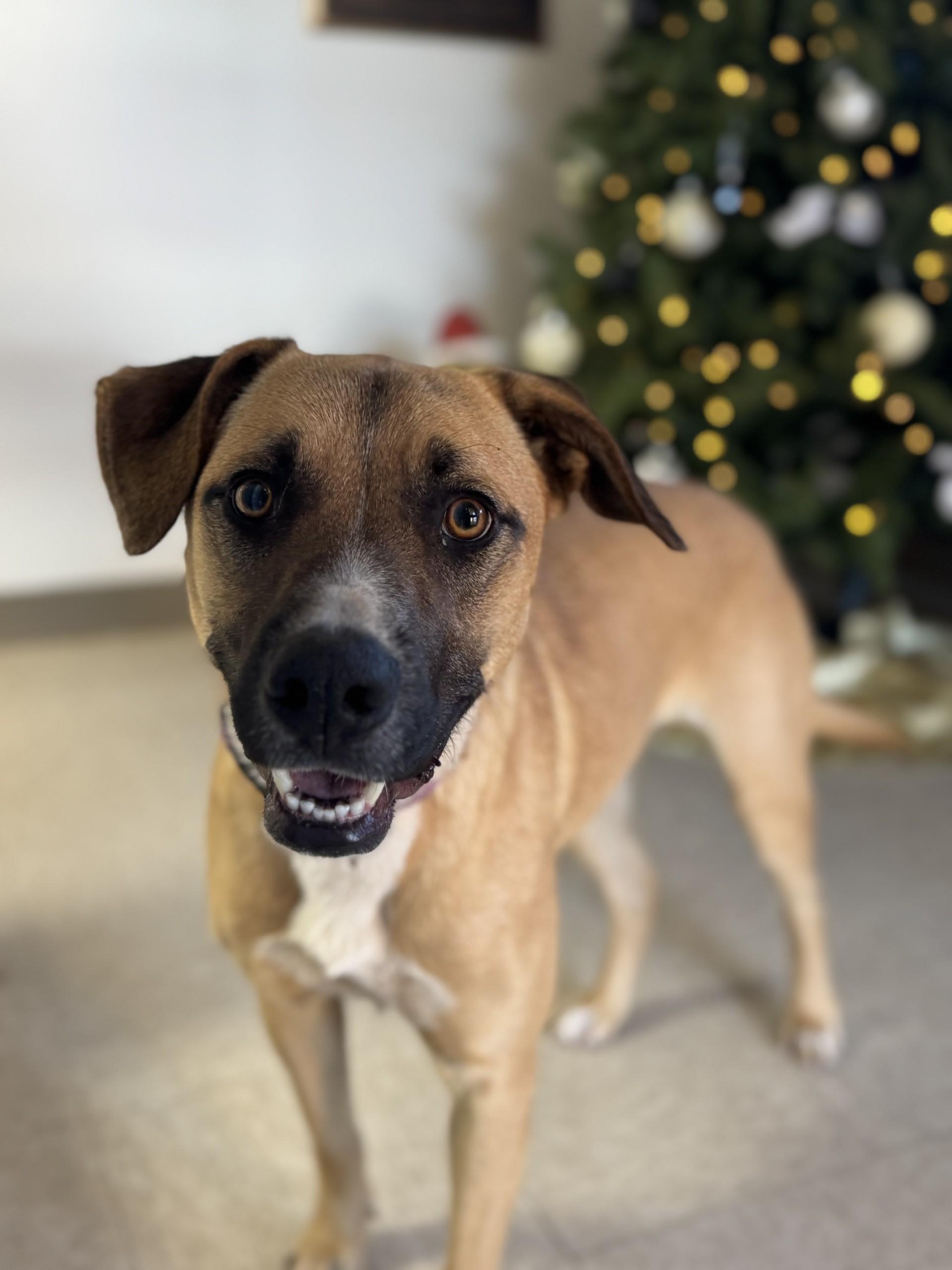 Luna, Adoptable, Adult Female Mixed Breed.