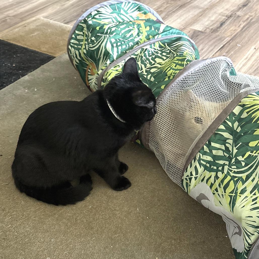 Blackberry, a Adoptable Domestic Short Hair in Washougal, WA image 1/3