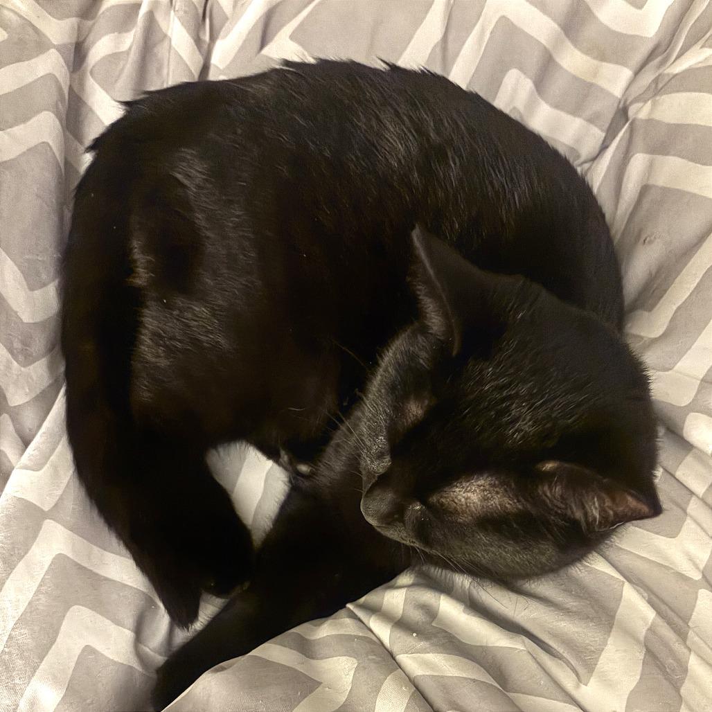 Blackberry, a Adoptable Domestic Short Hair in Washougal, WA image 2/3