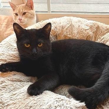 Blackberry, a Adoptable Domestic Short Hair in Washougal, WA image 3/3