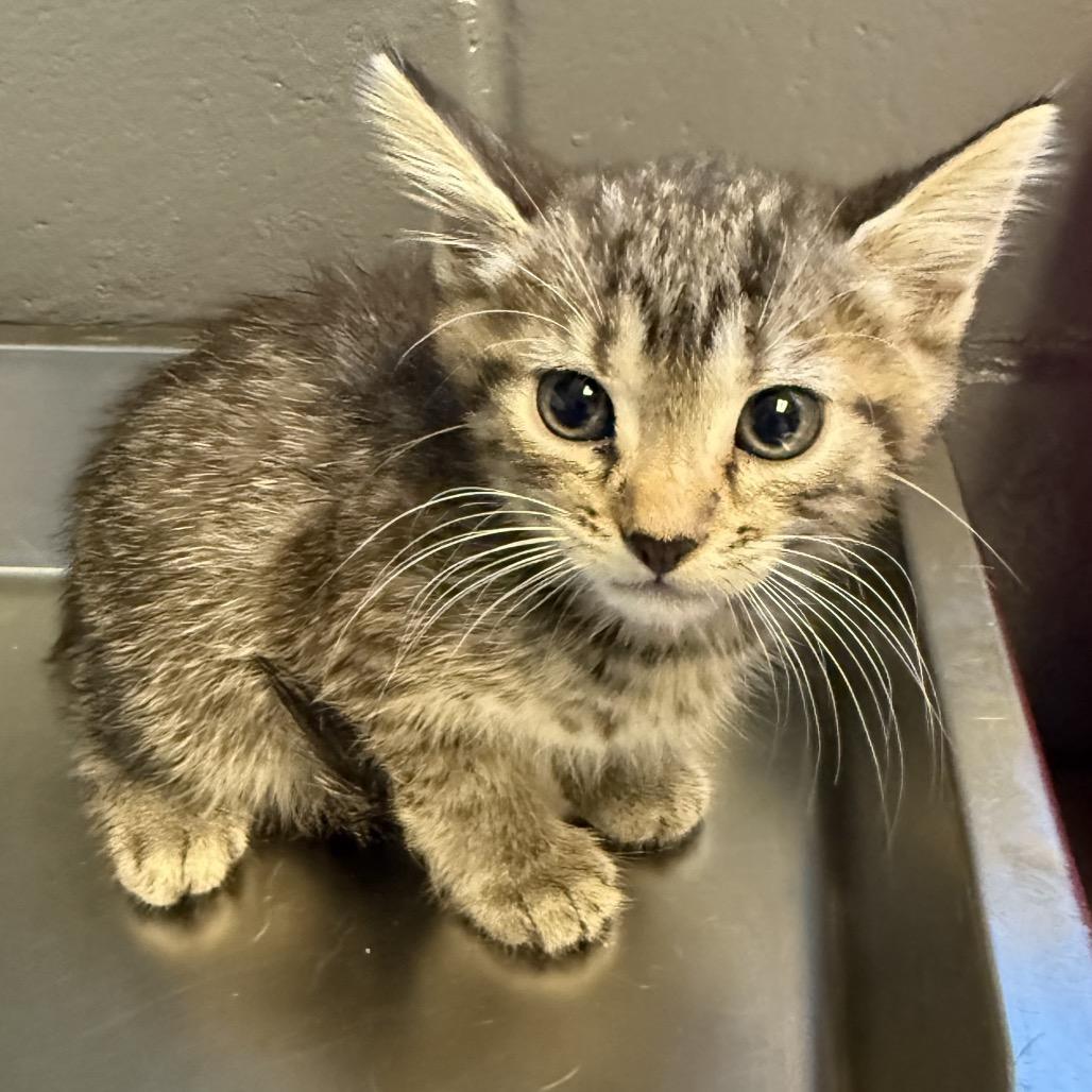 Greg, Adoptable, Kitten Male Domestic Short Hair.