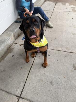 Trinity, Adoptable, Adult Female Rottweiler & Mixed Breed.