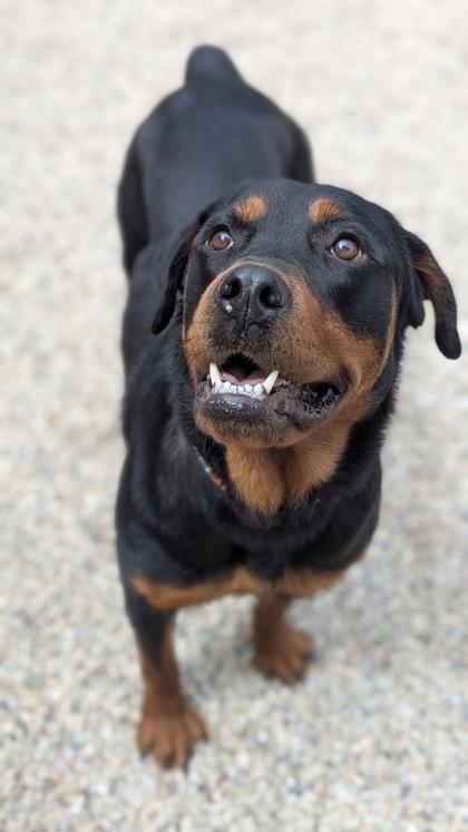 Enlarge Trinity, a Adoptable mixed breed in Burlington, WI image 2/3
