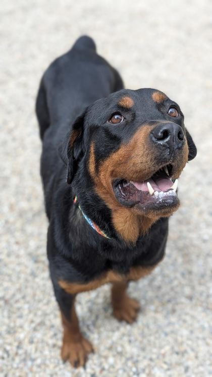 Enlarge Trinity, a Adoptable mixed breed in Burlington, WI image 3/3