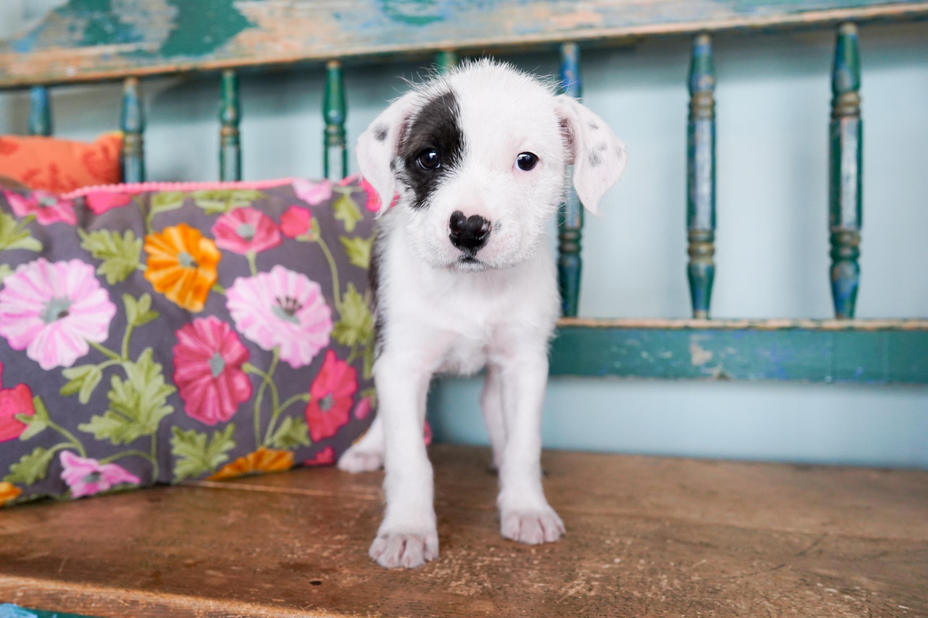 Enlarge Guinness, an adopted mixed breed in San Antonio, TX image 2/3