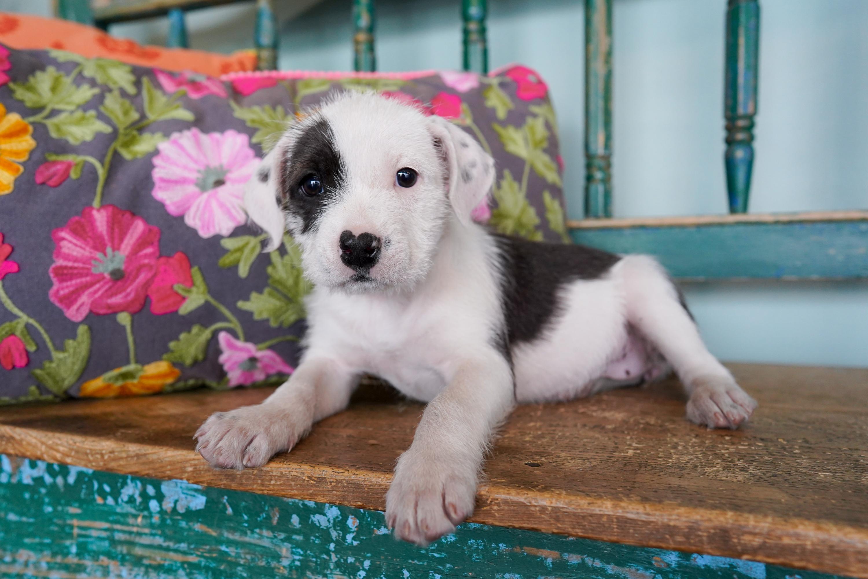 Enlarge Guinness, an adopted mixed breed in San Antonio, TX image 3/3