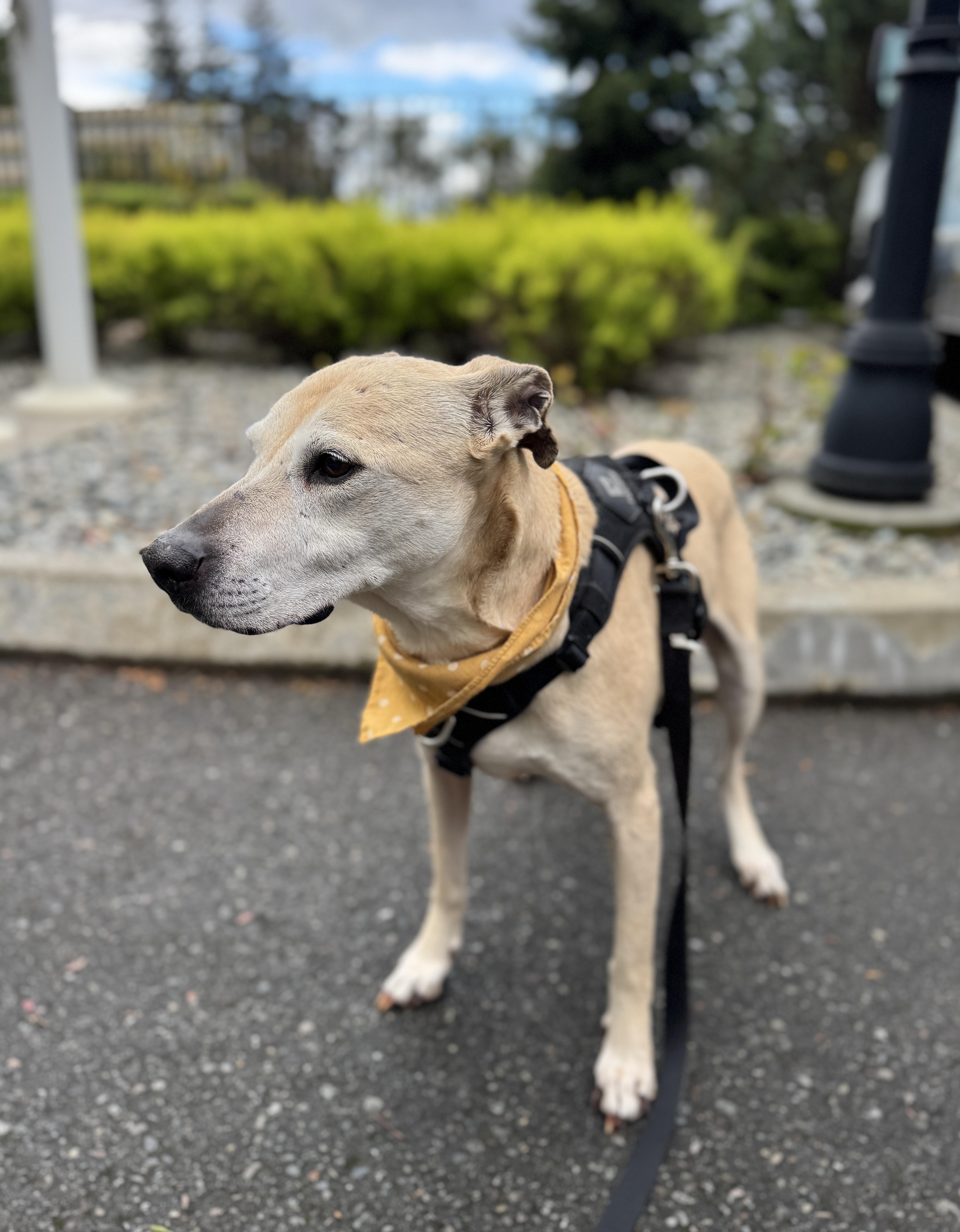 Enlarge Stella (Lab/Pit Mix), a Adoptable mixed breed in lynnwood , WA image 1/6